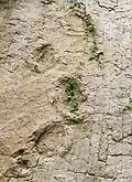 أثار أقدام أحفورية لسحليات الأرجل بالقرب من باركهاوزن (سكسونيا السفلى، ألمانيا). يمكن رؤية أثر مقدمة القدم في أسفل اليسار.