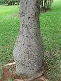 Swollen trunk.