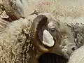 رأس نعجة من سلالة باسك-بيرنية