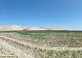 تل باشتبه