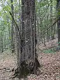 Baumhasel Stockausschlag