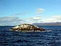 جزر أسود البحر (La Isla de Los Lobos)
