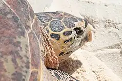 سلحفاة منقار الصقر