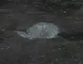 مقطع أفقي لبومونت D من بعثة أبولو 14