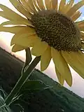 زهرة الشمس في السودان