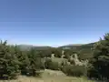 منظر جميل لأشجار الأرز