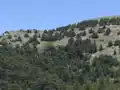 منظر جميل لتلال مليئة بأشجار الأرز