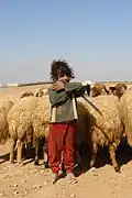 طفل بدوي من تدمر بجانب الاغنام