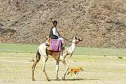 فتى من البجا يرتحل بجمله