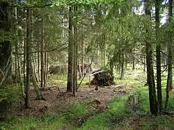 Forest scenery, some broken trees