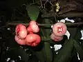 الفاكهة في الشجرة