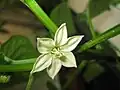 Quadrato d'Asti Giallo bell pepper flower