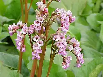برغنية ستراشية