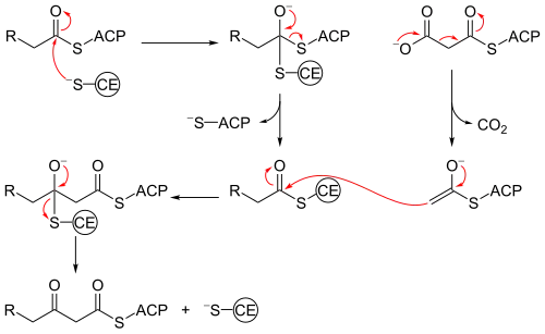 Beta ketoacyl synthase mechanism