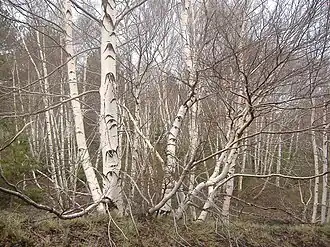 يكون لبعض أنواع القضبان لحاء أبيض فضي.