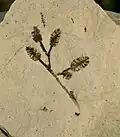 قضبان(زانيات من الإيوسيني)