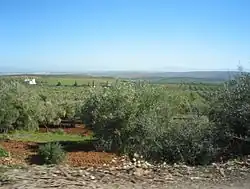 ضيعة زيتون قرب صفرو