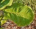 A single large leaf