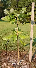 A sapling