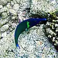 Bird wrasse, Gomphosus varius, Kona