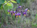 Flowers, أوتاوا، أونتاريو