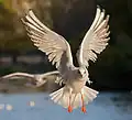 Adult winter plumage in St James's Park, London