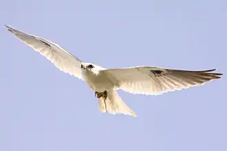 حدأة سوداء الجناح