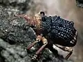 ايدس كالتراتوس (Aades Cultratus)