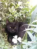 Image 3قط أسود في الحديقة
