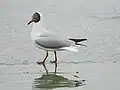 Adult summer plumage, بحيرة بانغونق