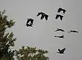 في Kinnerasani Wildlife Sanctuary, بأندرا برديش.الهند.