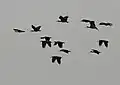 في Kinnerasani Wildlife Sanctuary, بأندرا برديش.الهند.