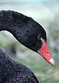 تم أسود