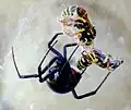 الأرملة السوداء معلقة في شبكتها