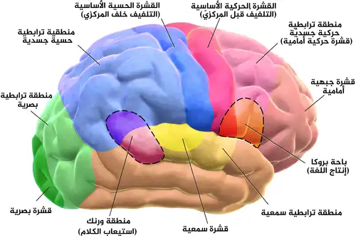 دماغ بشري