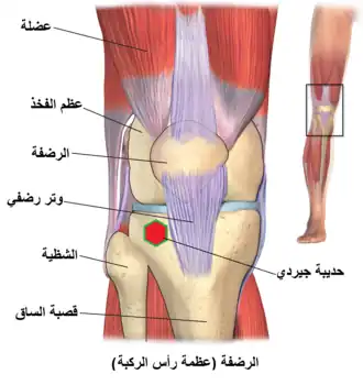 مفصل الركبة بالساق.
