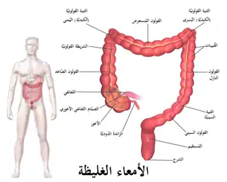 رسم توضيحي للأمعاء الغليظة