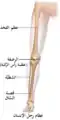 عظام الساق