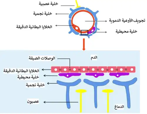 حاجز الدم الدماغي