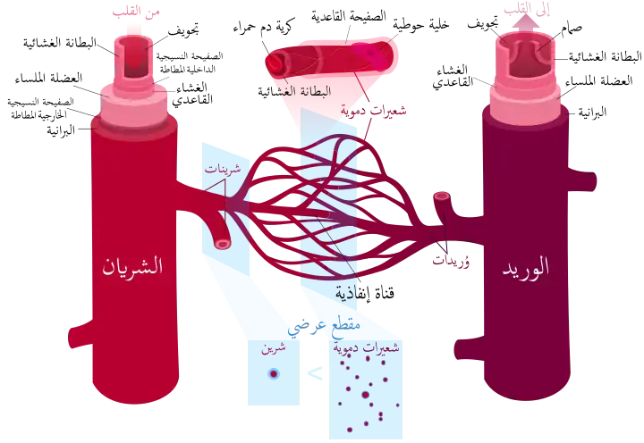 مخطط لمكونات الأوعية الدموية.