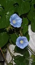 زهرة مجد الصباح زرقاء (حب النيل&nbsp;&nbsp;[لغات أخرى]‏)