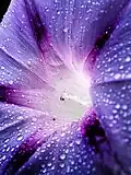 صورة مقربة لزهرة مجد الصباح الزرقاء (Ipomoea indica)