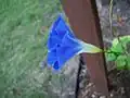 زهرة مجد الصباح الزرقاء في مرحلة التفتح (Ipomoea indica)