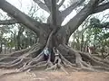 Largest known Kapok specimen, بنغالور، الهند