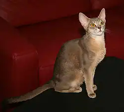 قط حبشي باللون الأزرق الرمادي.