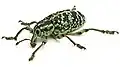 تشيريسولوبوس سبيكتابيلس (Chrysolopus spectabilis)