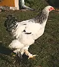 Light Brahma