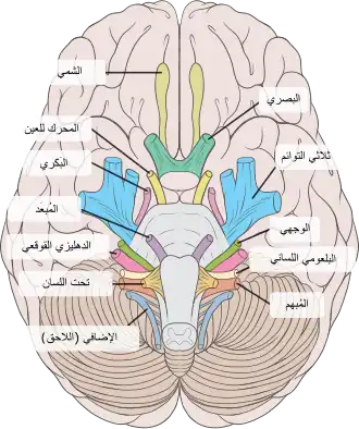 نظرة من الأسفل على الدماغ البشري، مع الإشارة إلى الأعصاب القحفية.