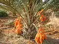 نخلة في (Fazenda Terra) في باهيا بالبرازيل