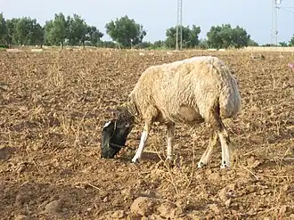 بربري (غنم)